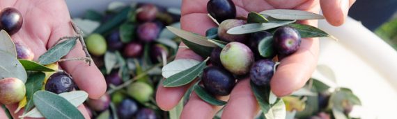 What Is Olive Oil and How Is It Made?