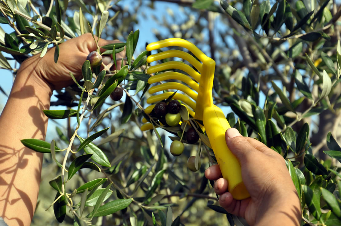 How to Make Olive Oil